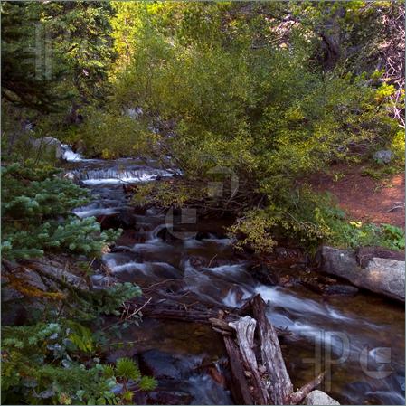 Soundscape Forest Brook Relaxation Meditation Deep Sleeping Stress Reliefing Calming Natural Sounds CD