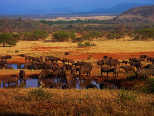 Soundscape Serengeti National Park Relaxation Meditation Deep Sleeping Stress Reliefing Calming Natural Sounds CD