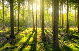 Soundscape Dawn Rising With Trees In Forest Relaxation Meditation Deep Sleeping Stress Reliefing Calming Natural Sounds CD