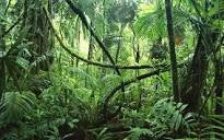Soundscape Jungle Relaxation Meditation Deep Sleeping Stress Reliefing Calming Natural Sounds CD