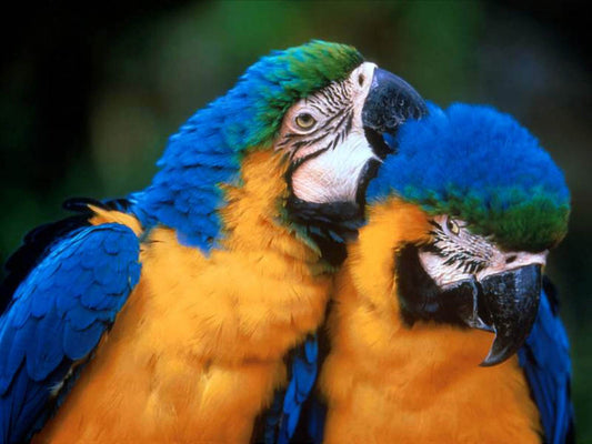 Soundscape Colorful Parrots In Forest Relaxation Meditation Deep Sleeping Stress Reliefing Calming Natural Sounds CD